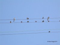 Rauchschwalben (Hirundo rustica)